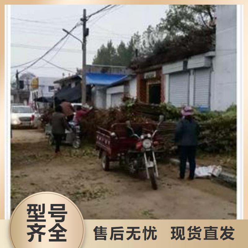 香椿苗廠家送貨及時(shí)