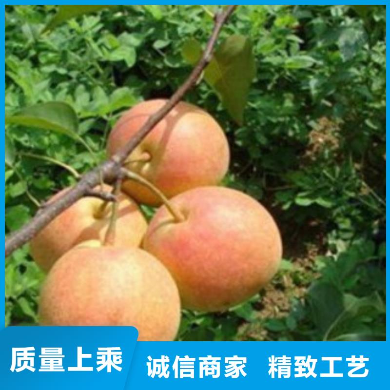 梨樹苗實力廠商