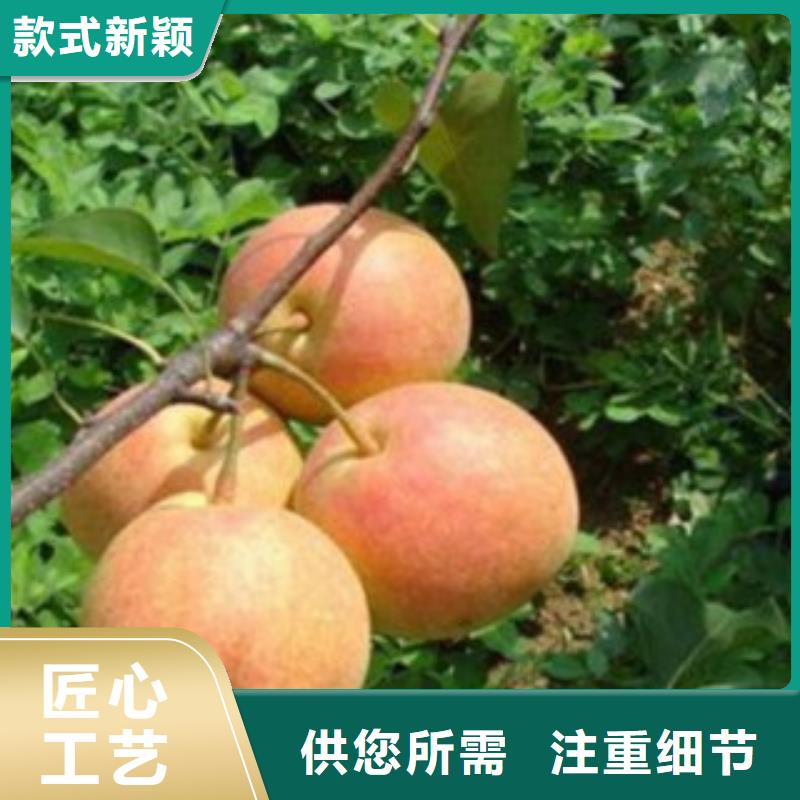 支持定制的梨樹(shù)苗公司