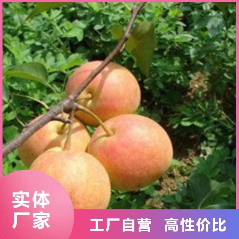 生產梨樹苗的廠家售后無憂