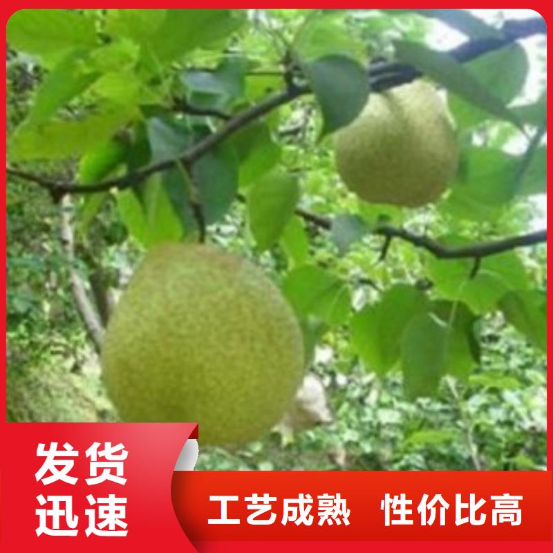 買梨樹苗認(rèn)準(zhǔn)興海苗木種植合作社