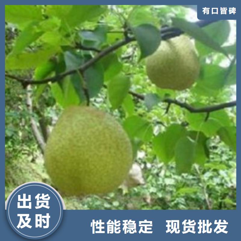 定制梨樹苗的銷售廠家