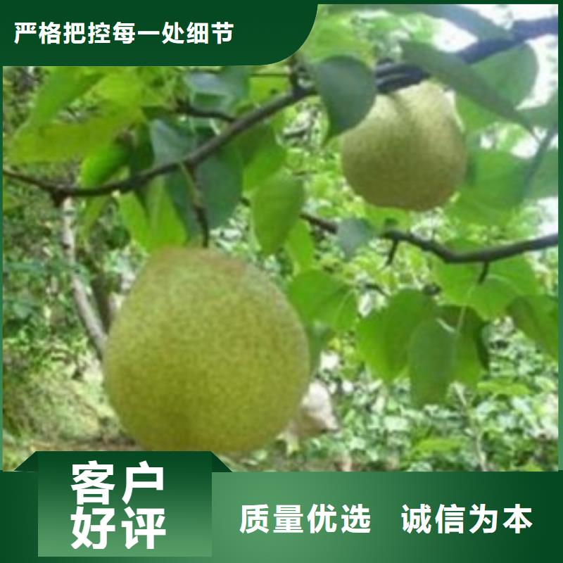 蘋果梨樹苗批發基地