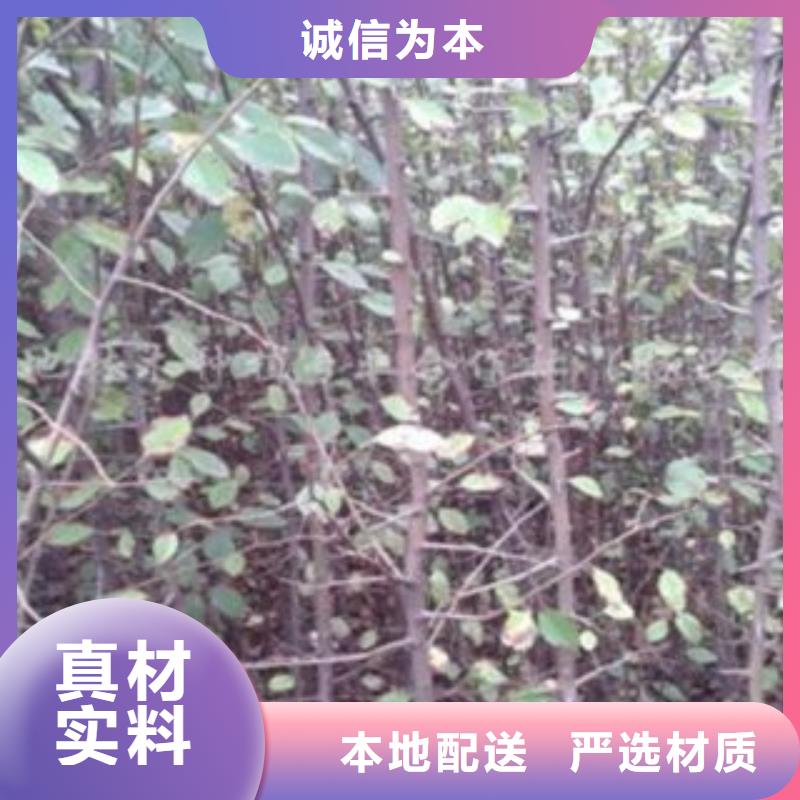 豐水梨苗行情