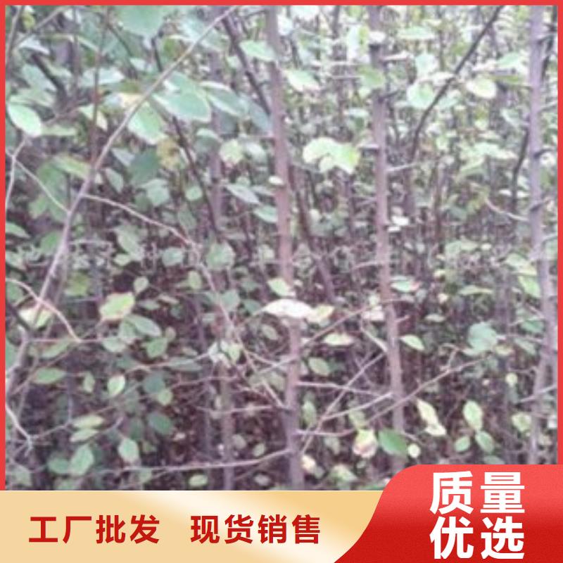 京白梨苗原產地