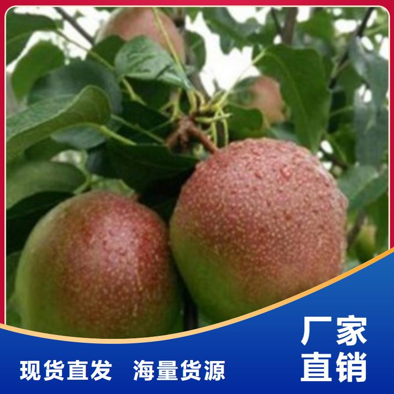 梨樹苗物流快捷