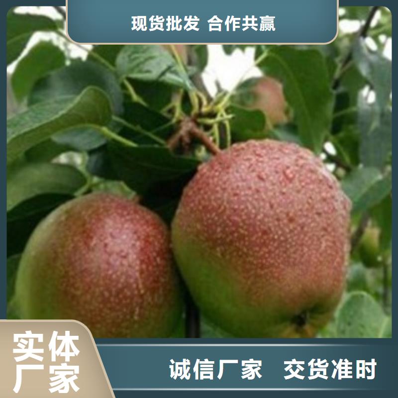 梨苗專業合作社