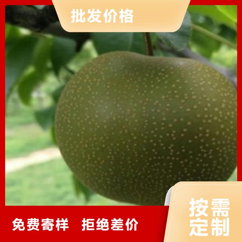 云南寶珠梨樹苗品種介紹