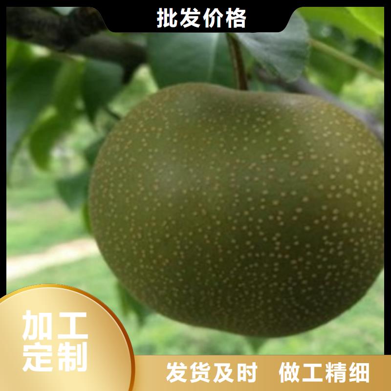 嚴州雪梨苗種植方法