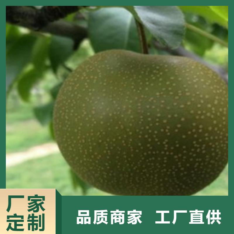 梨樹苗暢銷全國