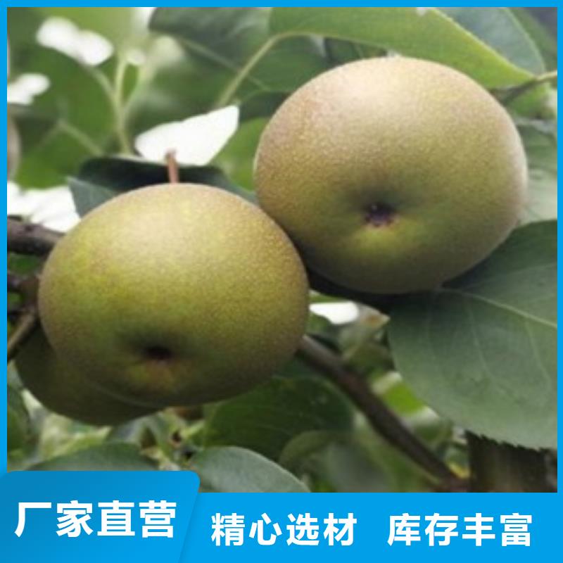 新產品：梨樹苗采購