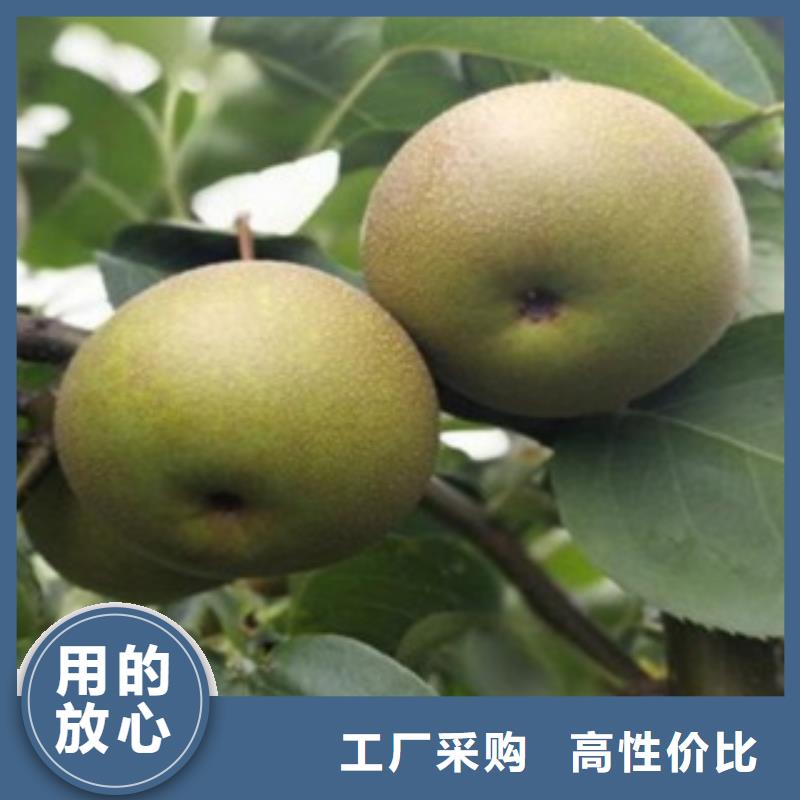 紅香酥梨苗苗木經銷處