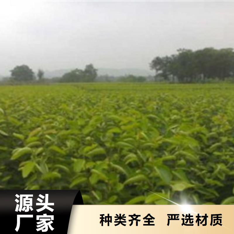 西子綠梨樹苗