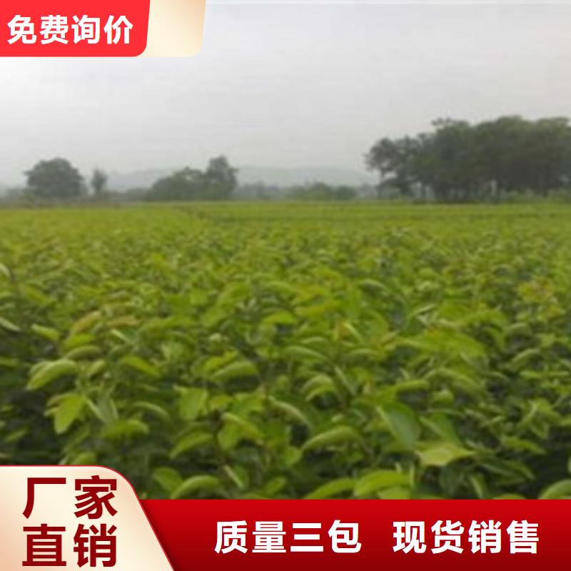 梨樹苗用途廣