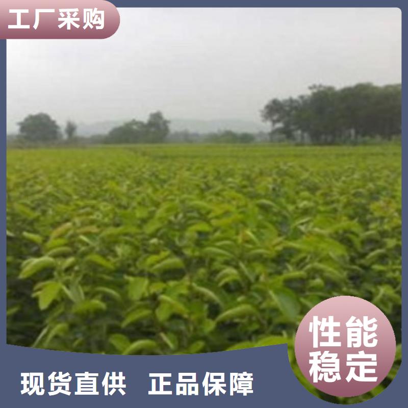 梨樹苗公司歡迎您