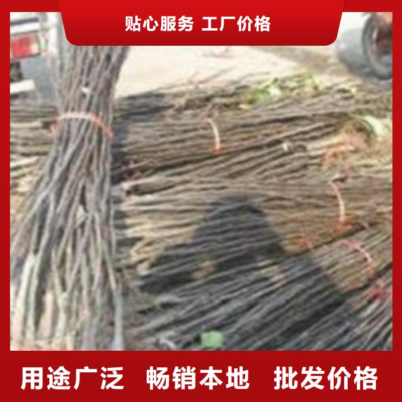 巴梨苗種植基地