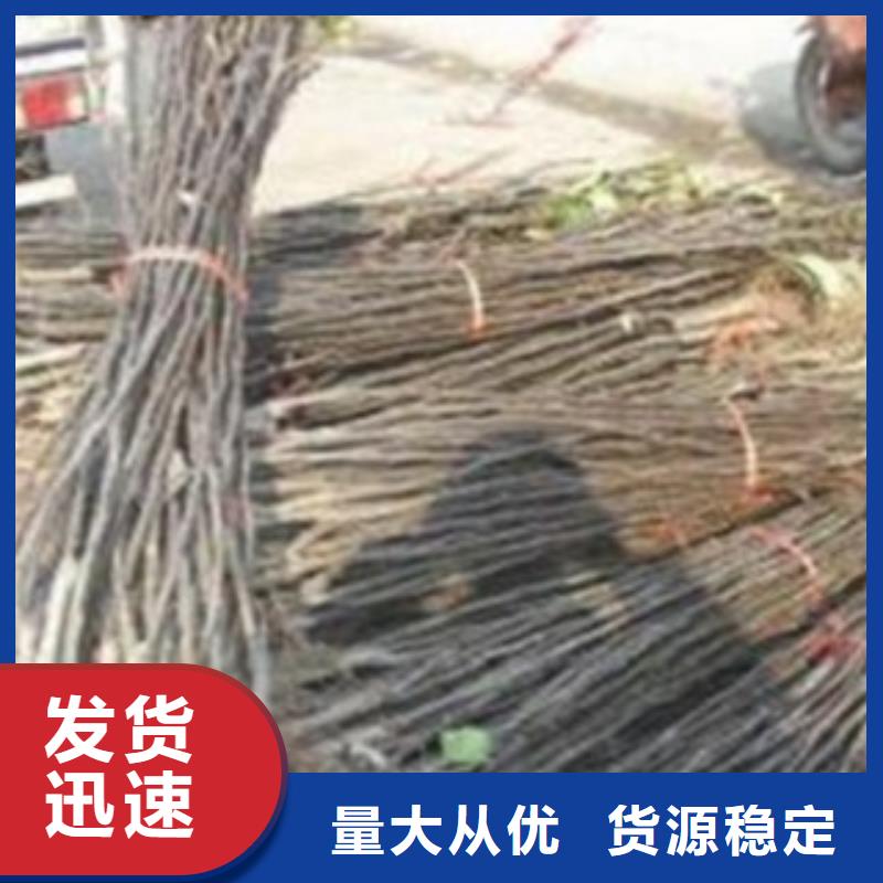 杜梨苗什么價格