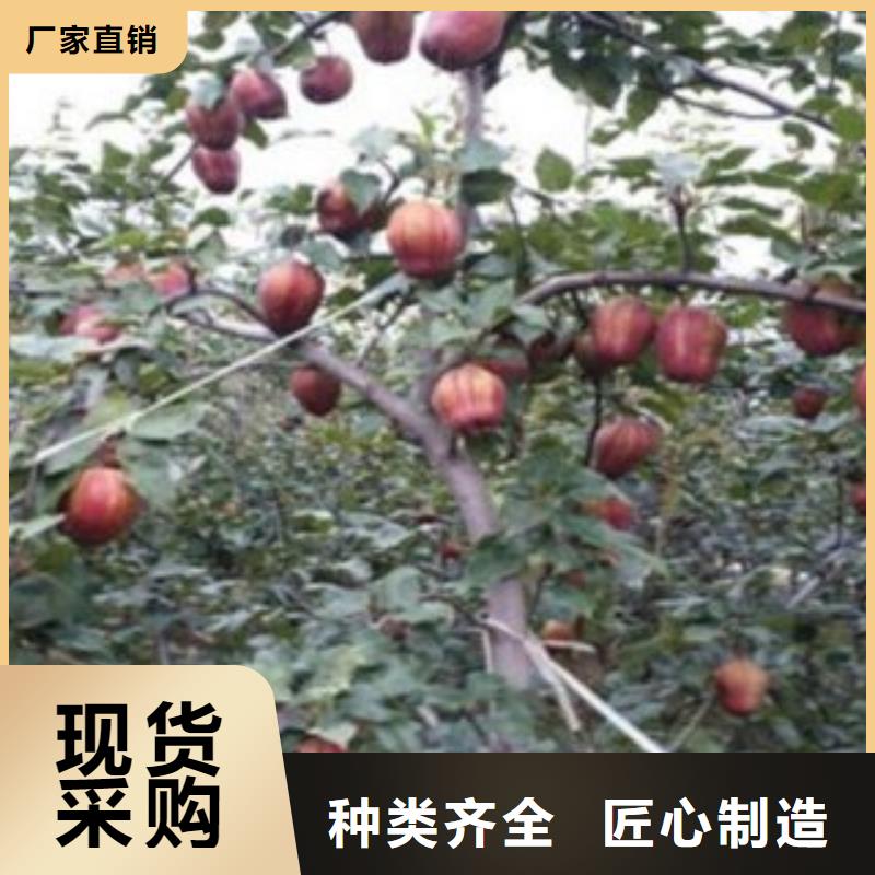 梨樹(shù)苗設(shè)計(jì)