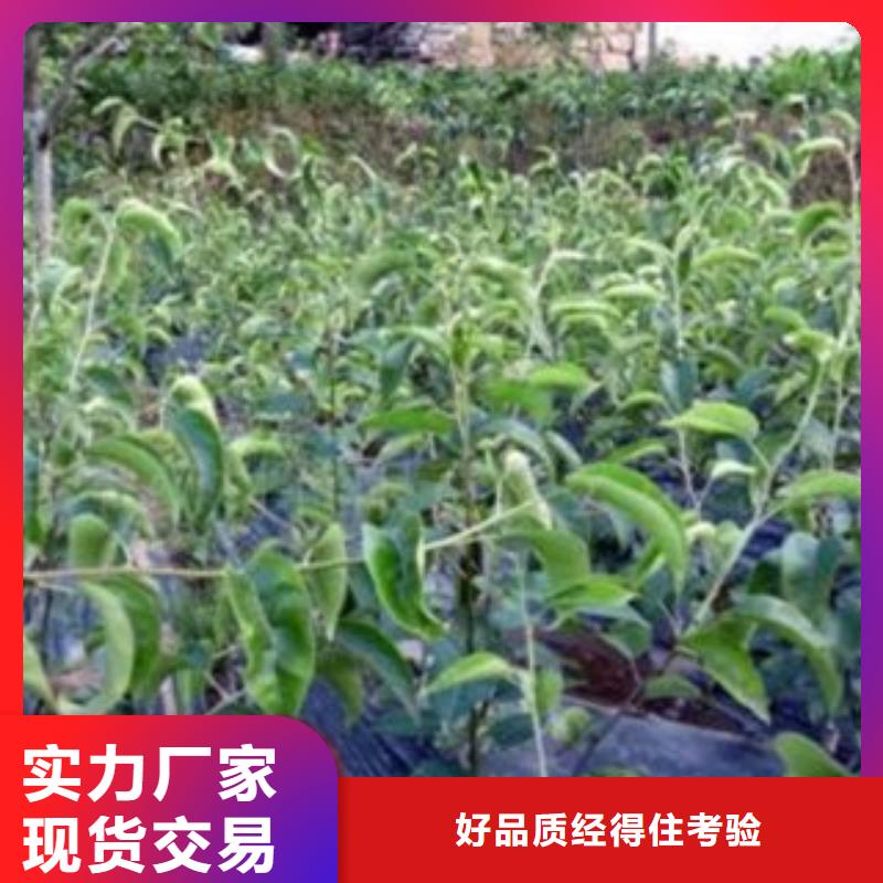 梨樹苗批發(fā)零售-定做_興海苗木種植合作社