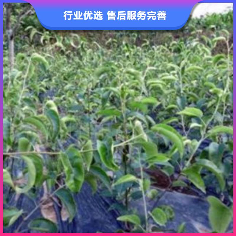 梨樹苗批發-歡迎詢價