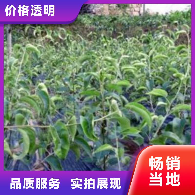 梨樹苗質量穩定