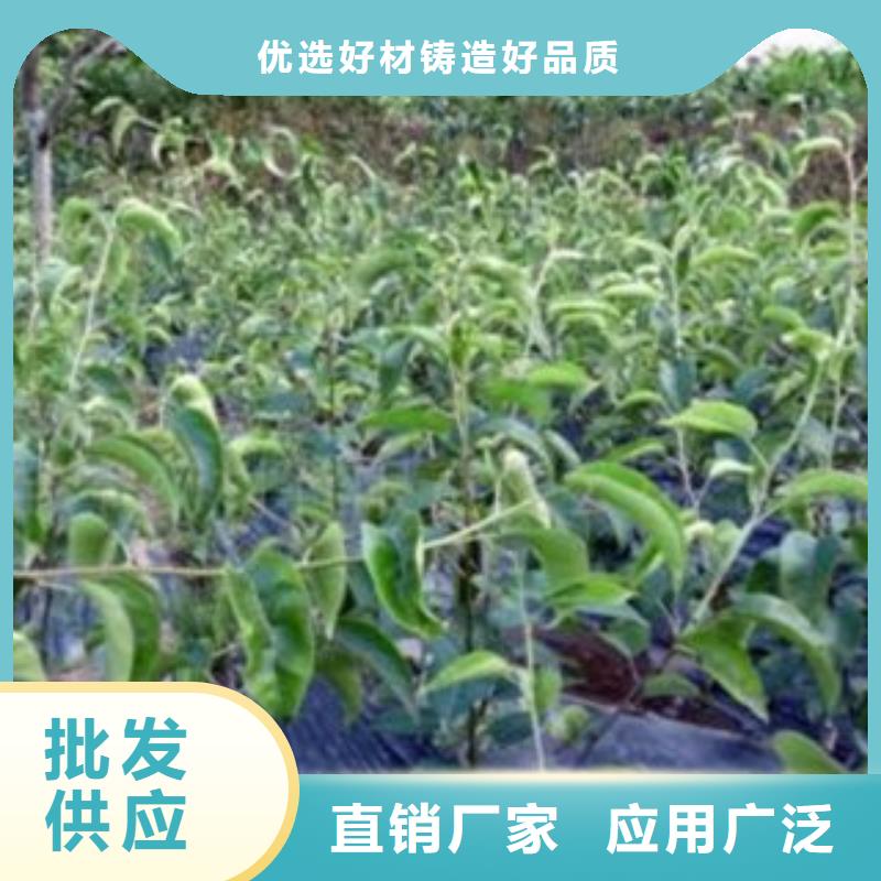歡迎訪問(wèn)##梨樹(shù)苗價(jià)格##