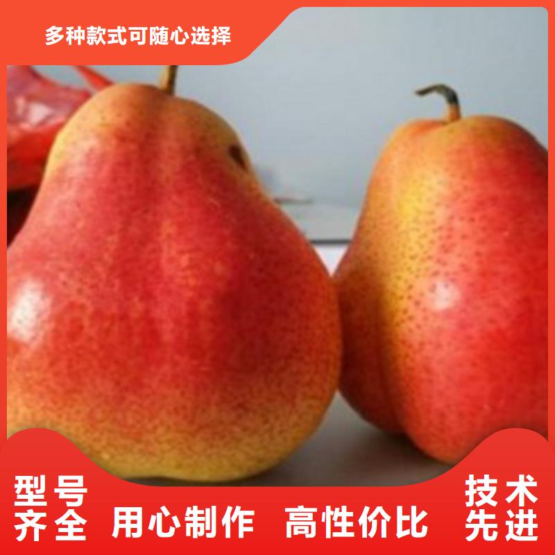 梨樹苗-來電洽談