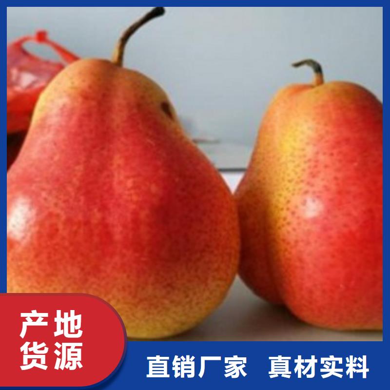 鴨梨樹苗批發(fā)多少錢