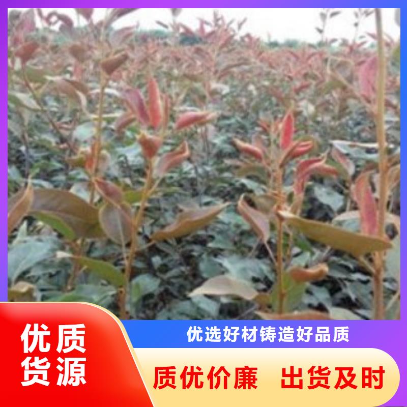 梨樹苗現(xiàn)貨直銷廠家