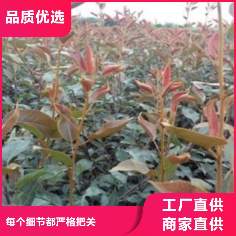 二宮白梨樹苗怎樣購買