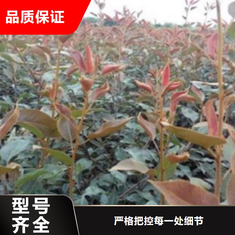 西子綠梨樹苗