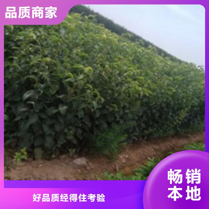 梨樹苗專業合作社