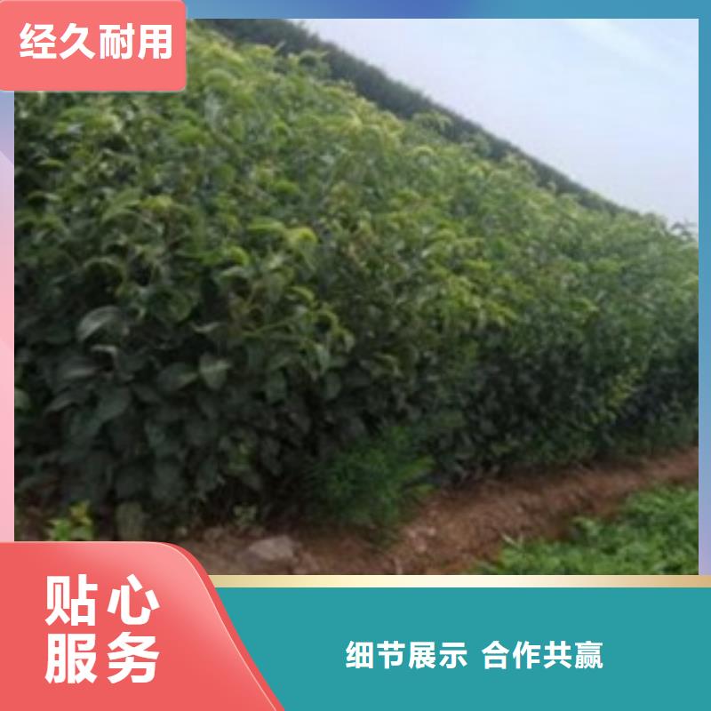 晚熟梨樹苗產(chǎn)地價(jià)格