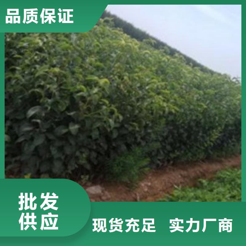 紅香酥梨苗苗木經銷處
