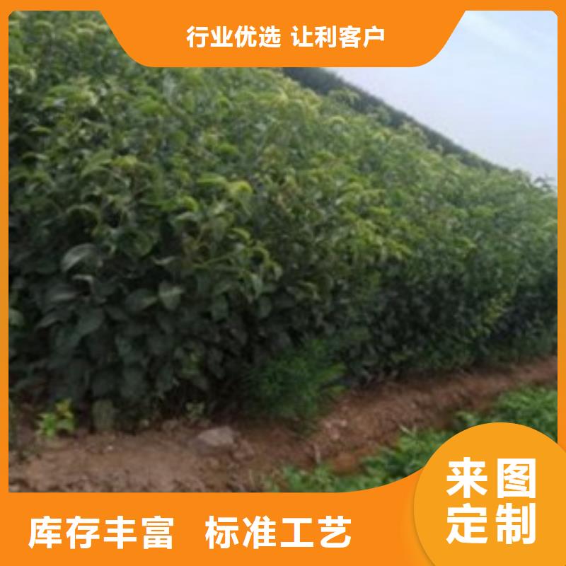 梨樹苗市場價格