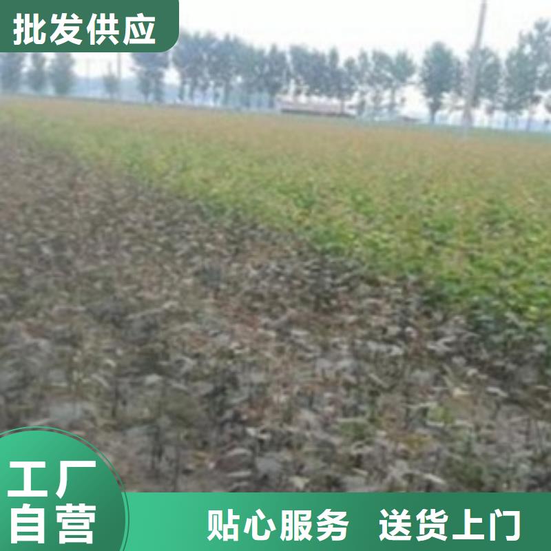 梨樹苗隨時發貨快