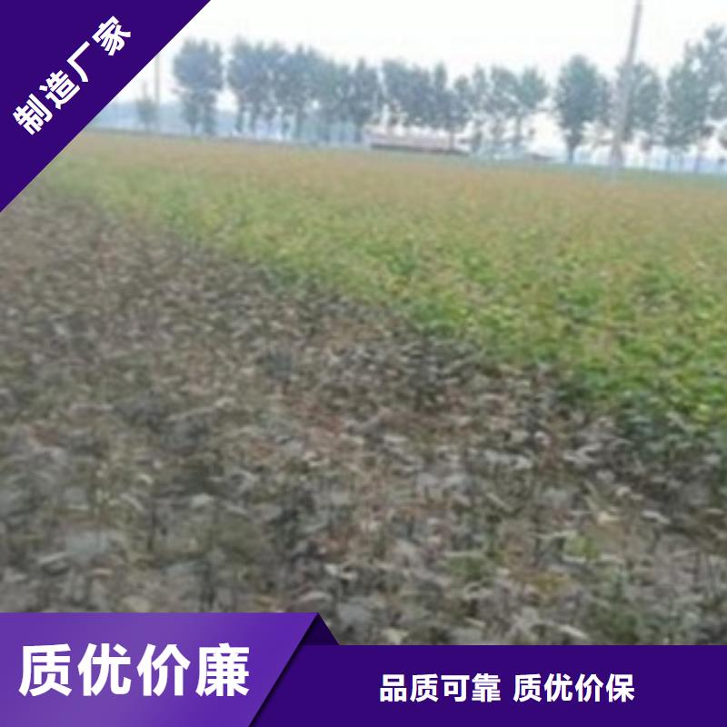 京白梨苗什么價格