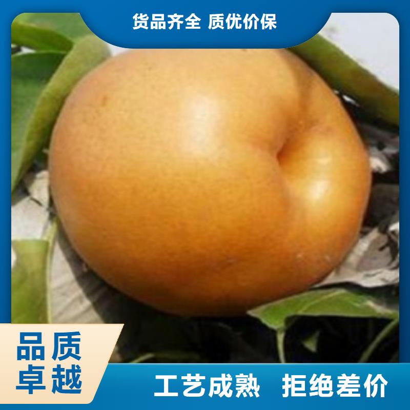 #梨樹苗#-性價(jià)比高