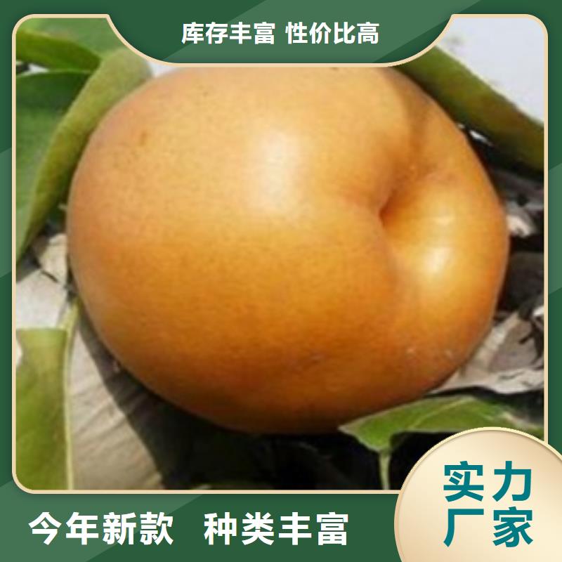 梨樹苗產地貨源