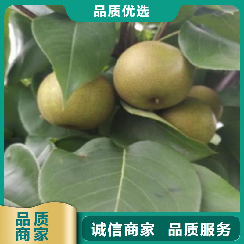 支持定制的梨樹(shù)苗公司