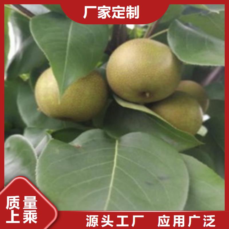 梨樹苗市場價格