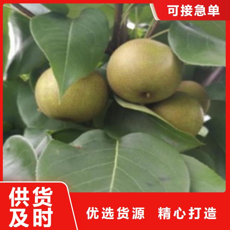 早酥紅梨樹苗成活率高