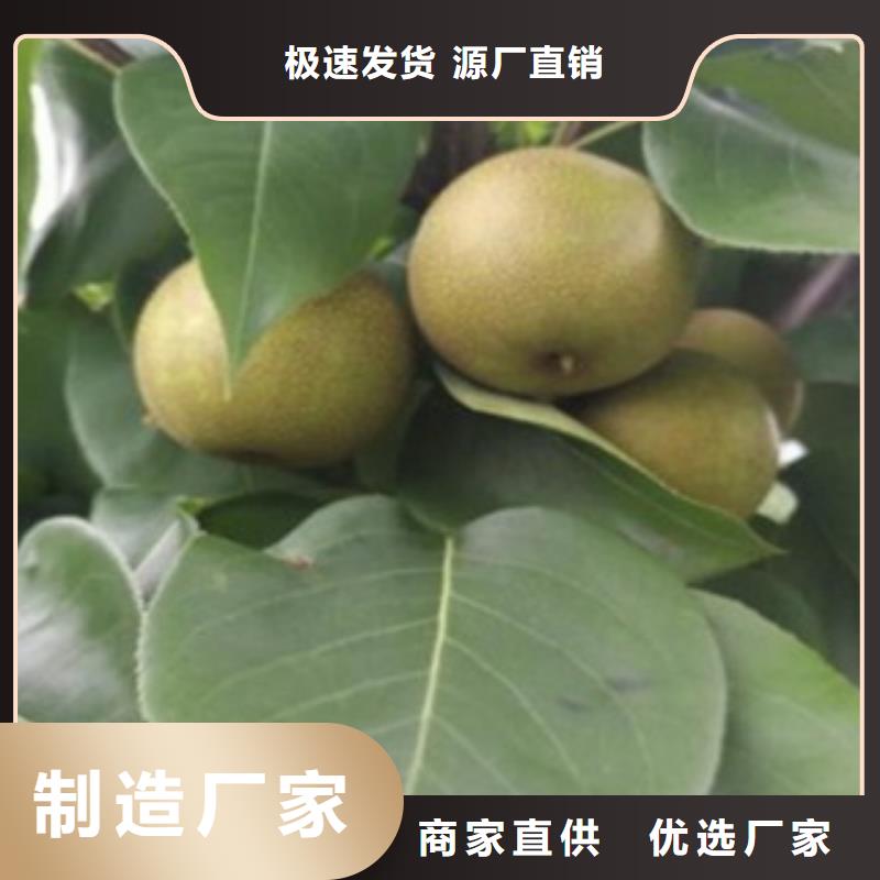 二宮白梨樹苗怎樣購買