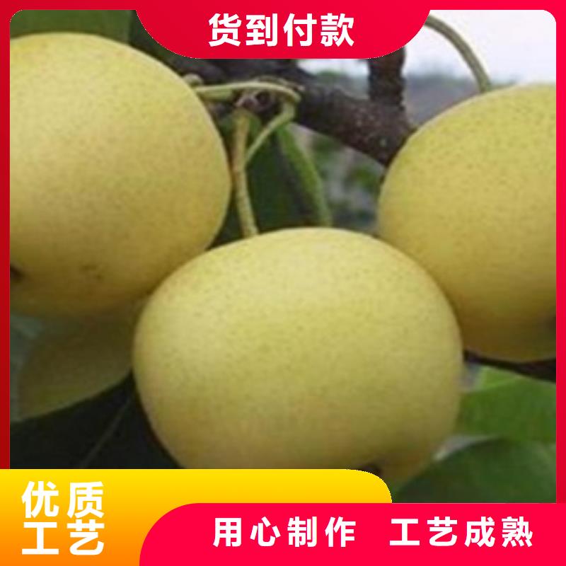 梨樹苗可來電定制-質量可靠