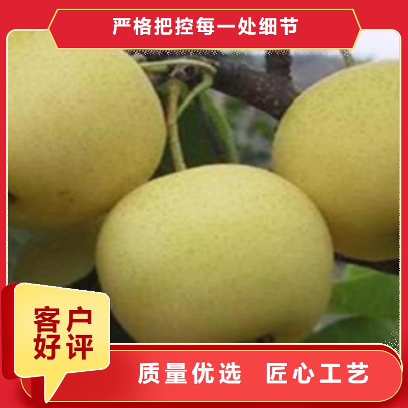 蘋果梨樹苗批發基地