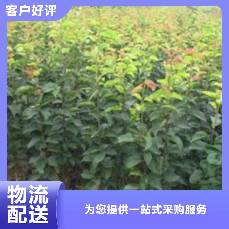 梨樹苗-來電洽談