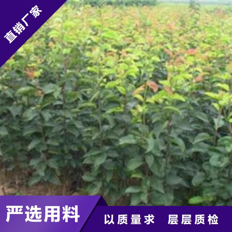 新產品：梨樹苗采購