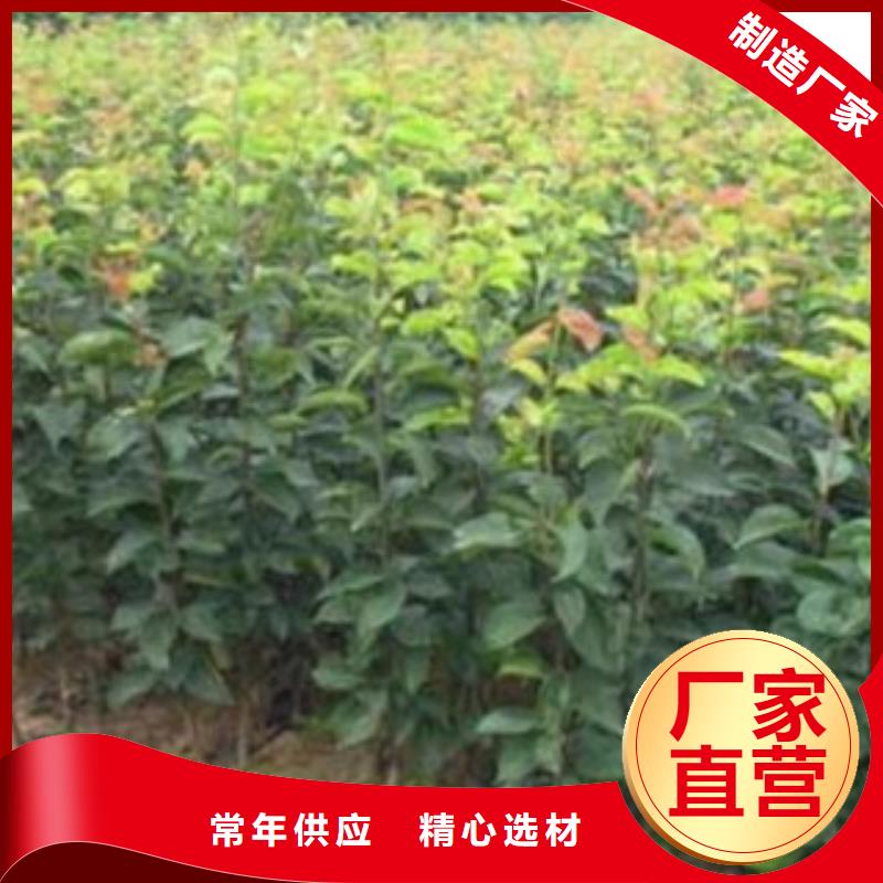 早酥紅梨樹(shù)苗批發(fā)低價(jià)