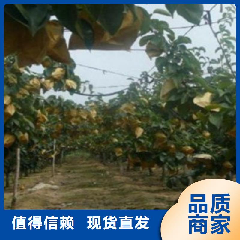 梨樹苗專業合作社