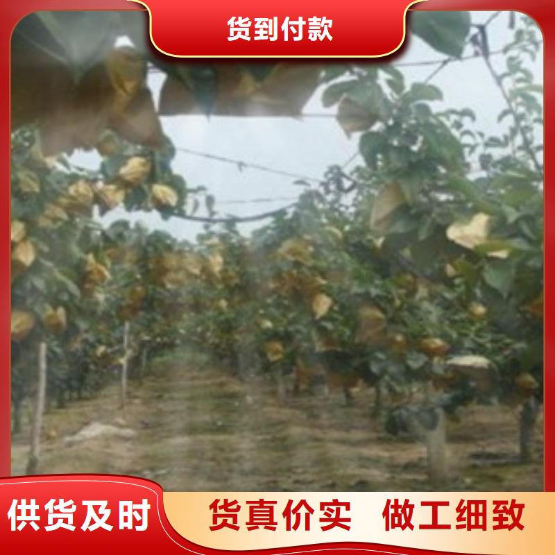 早酥紅梨樹苗成活率高
